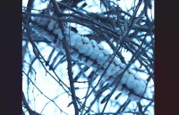 16羽のシマエナガがぎゅっ！巨大なシマエナガ団子が話題に「お互いの体温でぬくぬく」「隅の子が寒そうだから輪になったら？」