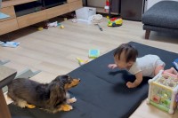 ダックスフンドからお誘いを受けて赤ちゃんがウッキウキでソファを降りた！楽しく遊ぶふたりの姿に「仲良しさん」「すべてが癒し」