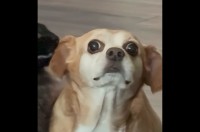 目を見開き固まっているイヌ。その理由は・・ネコに耳のにおいをクンクン嗅がれていたから！？【アメリカ・動画】