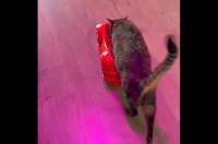 愛車におててをかけてドライブを楽しむネコ。でも・・方向転換はちょっぴり苦手？