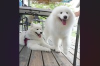 サモエドとアザラシ？二度見してしまうツーショットに反響「前世はアザラシだったのかな」「あら？お耳がないよ！」