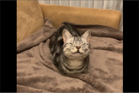 ふかふかのブランケットに幸せ感じている？香箱座りでほほ笑むネコが話題に「ふかふかで気持ちがいいにゃん」