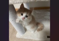 「もう寝るの？」つかまり立ちして見上げてくるネコがかわいすぎる！「一緒に寝たくなりますね」「にゃんとかわいらしい」