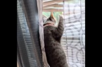 ネコは窓の外が気になる！背伸びしても見えないので・・ブラインドに飛びついた！【アメリカ・動画】