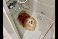 忙しくて愛犬をかまってあげられなかったら・・。、お風呂場で拗ねているポメラニアンに「無言の抵抗」「拗ねてたのが、かわすぎます」