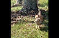 荷物を取りに行ってくれ・・た？口に荷物をくわえて運んできた愛犬が、最後は雑にポイッ！【アメリカ・動画】