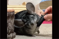 マッサージが気持ちいい？チンチラのおててがだんだん両手上がっていく！「お顔もにんまりして気持ちいいんだね」