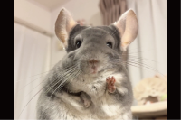 おててぱぁからの・・ビヨーン！チンチラのかわいい動きに反響「ここまで伸びるんだ」「明日のためにパワーくれた！」