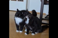 仲良しすぎるネコの兄弟。くっついて離れないし、動きも一緒で息ぴったり！【海外・動画】