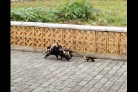 赤ちゃん達をおんぶして移動するオポッサム。その後ろには「待ってよ〜！」と必死な赤ちゃんの姿も！【海外・動画】