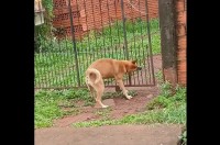 スマートなイヌ。自分が通る幅だけ門を開けて・・スルッと通り抜けた！【海外・動画】