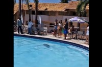 カピバラがプールを独占！？水中に潜りひと泳ぎする姿にプールサイドのみんな釘付け！【海外・動画】