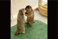 マーモットの子供たちがとっくみあい！？白熱のわちゃわちゃケンカごっこに「かわいいが渋滞してる」「虚無顔のまま突っ立ってる子も好き」