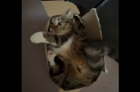 ダンボールにみっちみち！むぎゅっと収まるネコ【海外・動画】