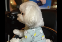 マルチーズが飼い主さんを正座でお迎え！？いつも飼い主さんが歩いて来る方向を見つめる姿に「正座でお迎えワン」「もしかして、人間ですか？」