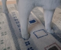 柴犬の足がふかふかのラグにちょっと埋まっている！？足元を捉えたかわいすぎる写真が話題に「保護色のラグ・・」「ラグと一体化してる感がすごい」