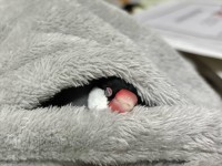 フリースの中で寝ている文鳥。ぬくぬくとろける姿がかわいすぎると話題に「幸せそうな寝顔」「きっといい夢見てますね！」
