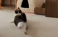 見守りカメラの前でネコがコロリン！かわいいくつろぐ姿に「足の伸ばし方がかわいすぎる」「ヨガ習ってる？」