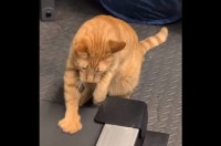 おててだけでもランニングに参加？飼い主さんと一緒に走っているつもりのネコ【アメリカ・動画】
