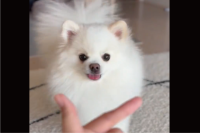 ポメラニアンのあご乗せチャレンジ！勢いよくあご乗せしてくれた！！「メロメロになっちゃいました」「あご乗せしても口が開いてる・・・」