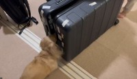 なによりのお土産？出張帰りのスーツケースを愛犬が入念なチェックを開始！？「いつも楽しいワン」「空港勤務の才能が見てとれます」