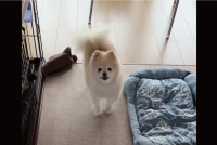 ポメラニアンが「おトイレできましたよ」と猛アピール！じっと見つめてきながらケリケリする姿に反響「かわいいが詰まってる」「激しめのキックですね」