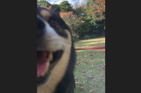 豆柴は外で待てができない！？風景写真を撮ろうとした時の1枚が話題に「主さんが好きなのですな」「ピントが風景なのがまたいい」