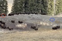 コヨーテから必死に逃げるシカが救いを求めたのはバイソンの群れだった！シカのとっさの判断！シカたして鹿は逃げ切ることは出来たのか？