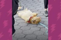 散歩に出ると必ず死んだふりするポメラニアン!この子を起き上がらせる唯一の方法とは？