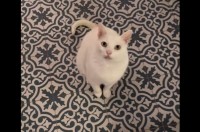 料理中の飼い主さんに鳴いてアピールするネコ。特技のスピンを披露したかった！！【海外・動画】