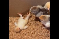 ごろんと横になるヒヨコ。もしかして・・ひっくり返って起き上がれなくなっちゃった！？【海外・動画】