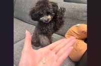 抜けた歯を撮影しようとしたら・・。トイプードルがお手と勘違い！？「かわいい！」「だれの歯〜？はぁーい！に見える」