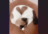 寒くなってくると現れるハート！体を丸めているネコが話題に「素敵なネコさん」「幸せな気分になりました」