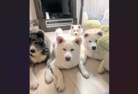 オヤツ待ちする秋田犬たちを伏せをさせたら・・。にじり寄ってくるかわいい姿に「おめめが真剣」「圧がすごい」