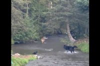 オオカミの追立て漁！？。見事なチームプレイで次々と魚をゲット！【海外・動画】
