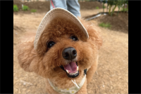 褒められてニコニコ！「かっこいいね！」と声をかけられたトイプードルが話題に「こちらまでニッコリ」「愛されてるんですね～」