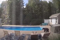 絶体絶命か！？プールサイドで眠っていたら野生のクマが接近！熊に起こされた男性は熊にスマホを向け撮影開始！？AI動画じゃないよ！