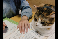 勉強しているかチェック中？テスト勉強を見守るネコが話題に「力強い家庭教師だ！」「きびしいチェックが入ってますね～」