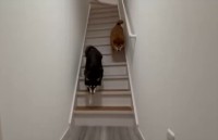 お迎えに来てくれたと思ったら・・。そそくさと帰っていく柴犬に反響「思っていたよりも数倍帰りが早くて、笑っちゃいました」