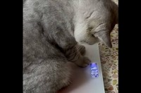数字を理解している？ネコが体重計に表示された数字を見てパニック！？【海外・動画】