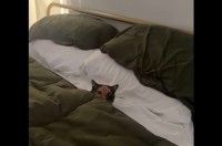 ベッドでぬくぬく。気持ちよすぎて大きなあくびまで飛び出すネコ【アメリカ・動画】