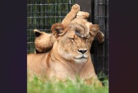 じっと耐える母ライオン。頭の上で遊び回る仔ライオンとの母子ツーショットが話題に「ひたすら無の境地ですね」「種が違えど、母の苦難は同じ」