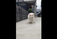 耳をぺコンペコンさせながら歩くサモエドが話題に「無限に観てられる」「耳の触り心地を想像してうっとり」