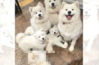 【かわいすぎるもふもふ】あれ？1匹だけ違うぞ！白くてモフモフな見た目のサモエドたちの中に1匹だけ混ざった子はだーれだ？