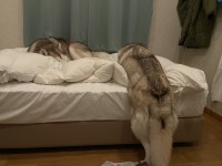 ベッドまであとほんの少しだったのに・・。たくさん遊んで疲れたハスキー犬の寝姿に「なぜ後ろ足だけ・・」「ベッドに乗り切れない寝」
