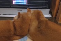 ストーブ前で寄り添う柴犬たち。モフモフな後ろ姿に「支え合って仲良し」「どんな寒さも越えていけますね」