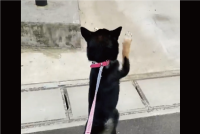 大好きなおばあちゃんに会えてうれしい！ピョンピョンと喜びを爆発させる柴犬に「喜びのダンス」「おばあちゃんも嬉しいだろうな〜」