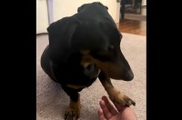 もっとカキカキして！飼い主さんの手が止まるとかわいくアピールするダックスフンド！【海外・動画】
