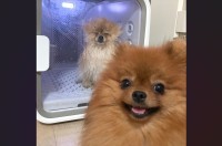 「お姉ちゃん、シャンプー終わったってよ」と手前のポメラニアンが話しているような光景が話題に