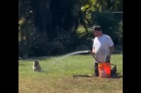 水遊びを満喫するアライグマ。ホースの水をかけてくれる男性とお友達になれたかな？【アメリカ・動画】